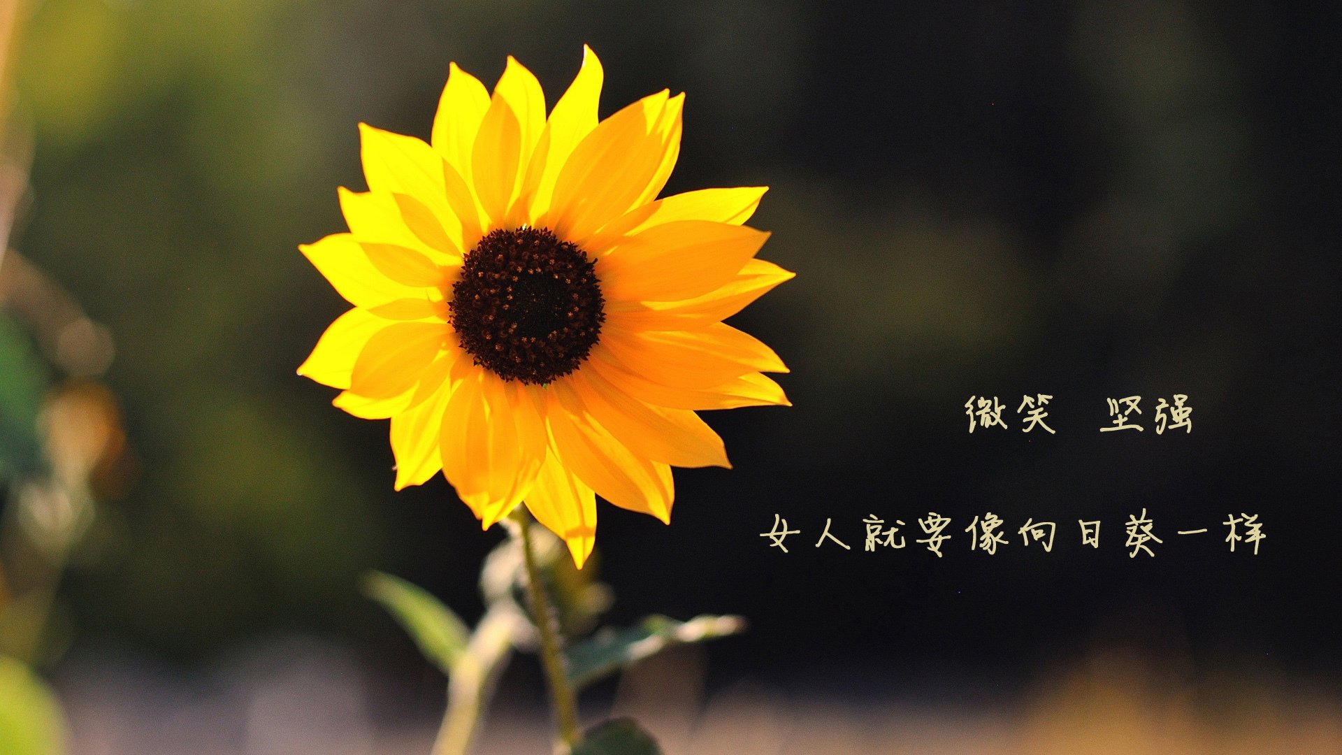 爱游戏体育平台-法甲青少年后备力量崛起与转会价值测算，法甲后卫