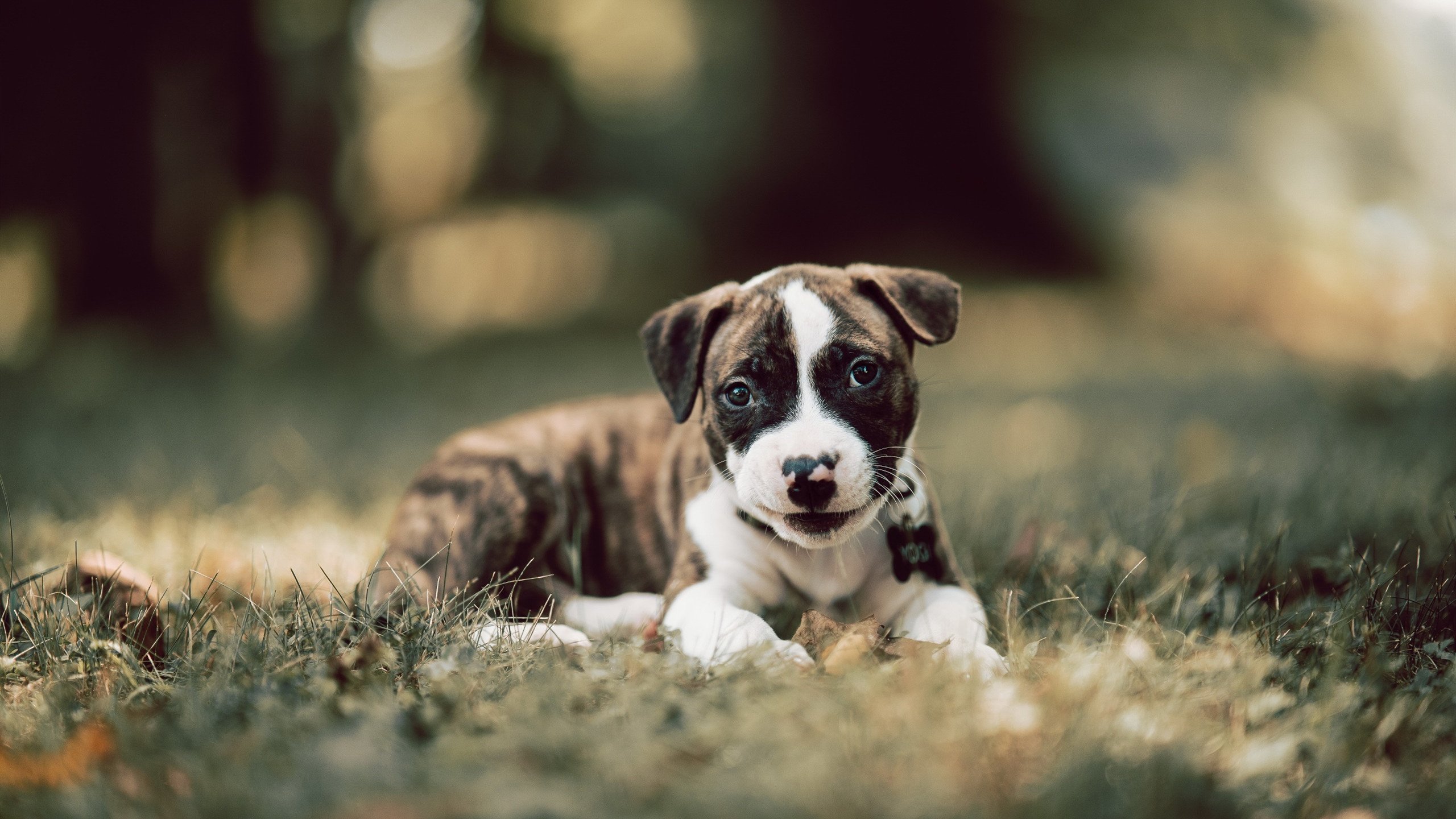 爱游戏官方-意甲华丽传球：点滴配合成就完美胜利！