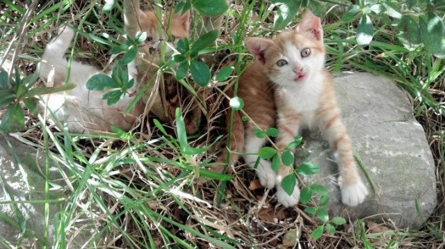 校园足球通过开放课模式吸引学生家长共同参与，学校足球场对外开放方案