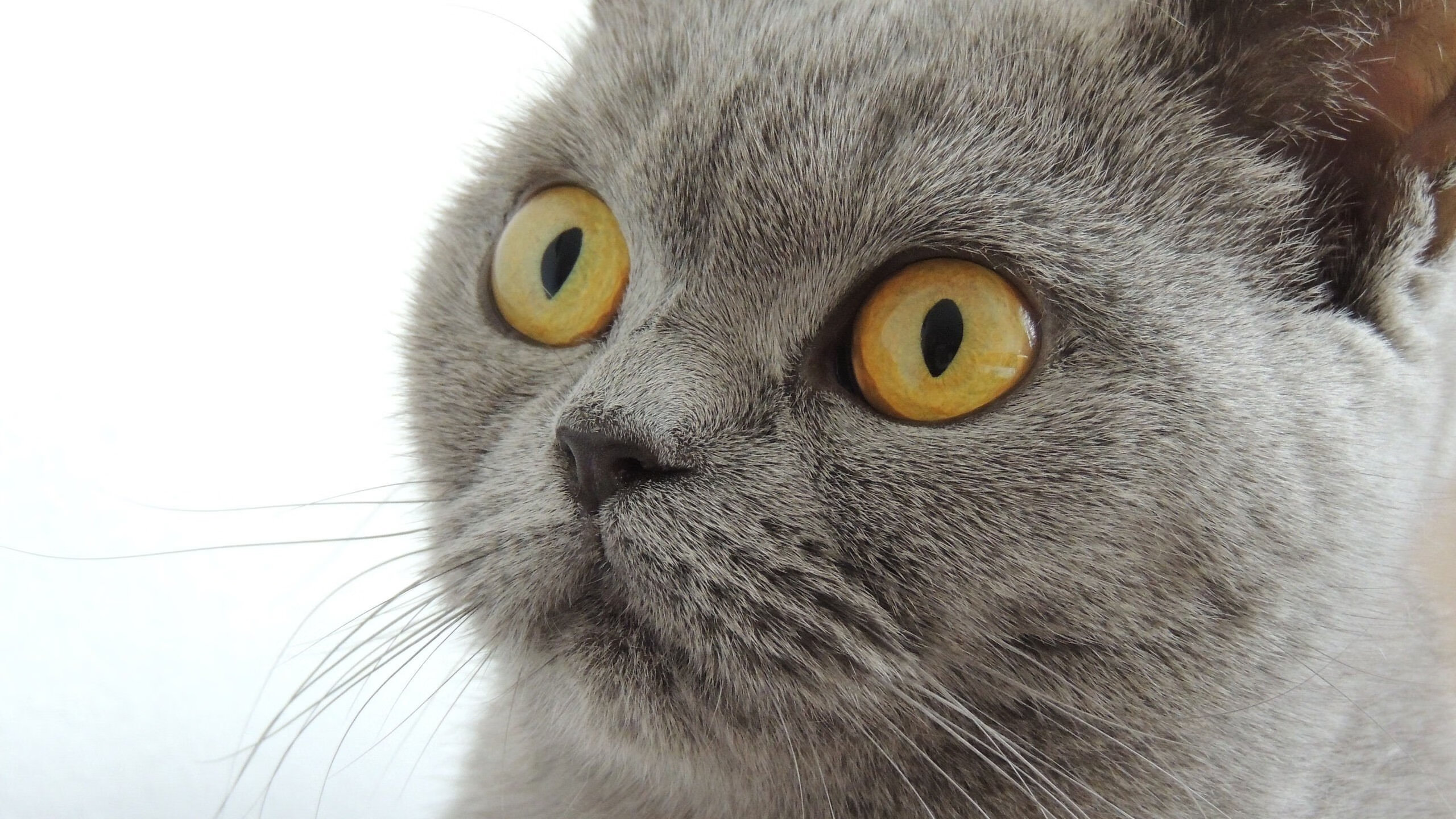 梅西携手阿根廷稳步推进，冲击2026世界杯