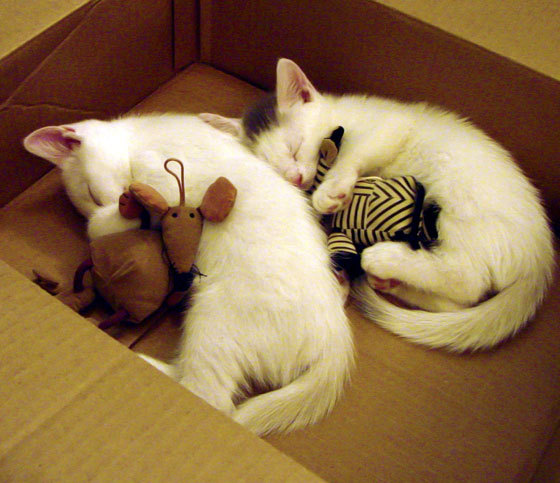 爱游戏中国官方登录入口网站-英超转会窗最后48小时追踪,英超转会期结束时间