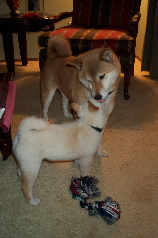 爱游戏体育(AYX)官方APP下载-莫伊:全黑队的前锋“壁垒”,scrum表现堪称完美